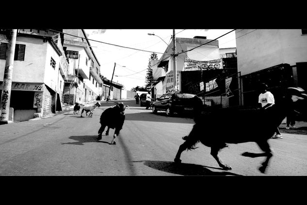 4 cabras bajando por la calle Fotoperiodismo y documental Blanco y Negro (Digital)