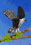 AGUILA