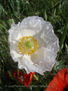 PUREZA (AMAPOLA BLANCA)