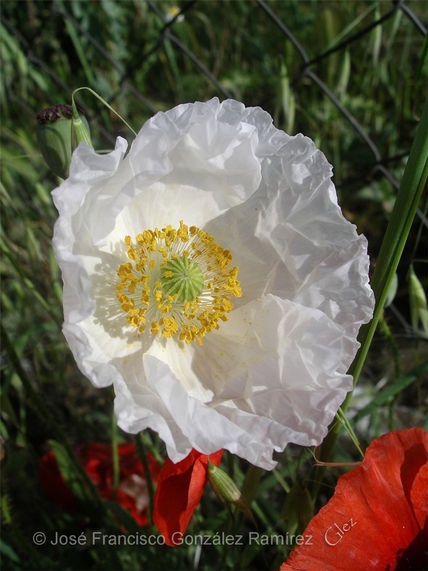 Pureza (amapola...