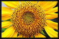 Girasol