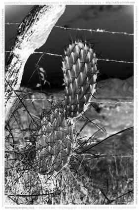 Cactus Architecture and Interiorism Black and White (Digital)