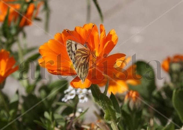 Mariposa