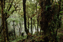 Bosque de tapanti