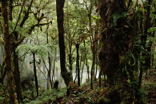 BOSQUE DE TAPANTI