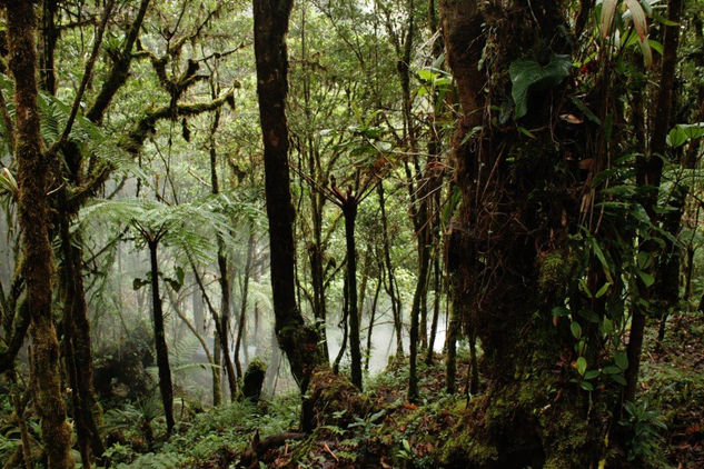 BOSQUE DE TAPANTI 