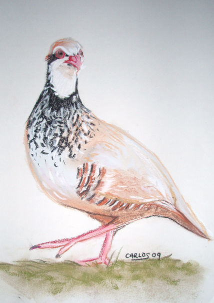 Perdiz