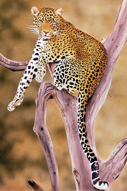 Cheeta