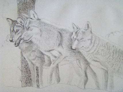 Lobos