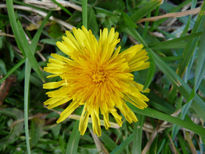 Diente de león