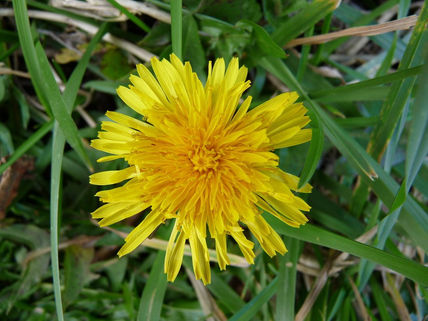 Diente de león