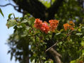 VERANO