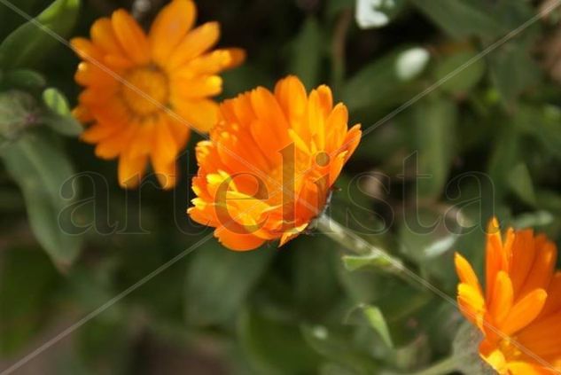 Flor Naranja Naturaleza Color (Digital)