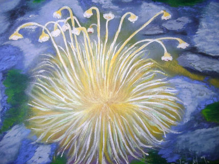 Frailejón