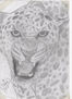 Leopardo