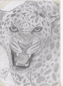 Leopardo