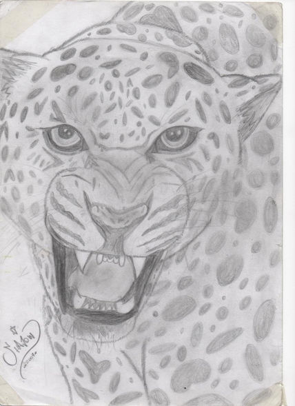 Leopardo
