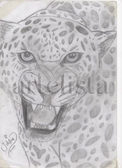 Leopardo 