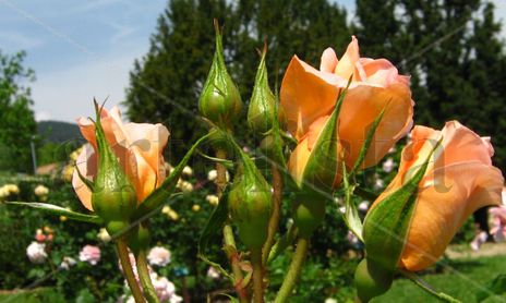 SÓLO ROSAS