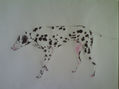 DALMATA