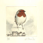 Aves thumbnail 1