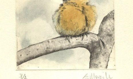 Aves