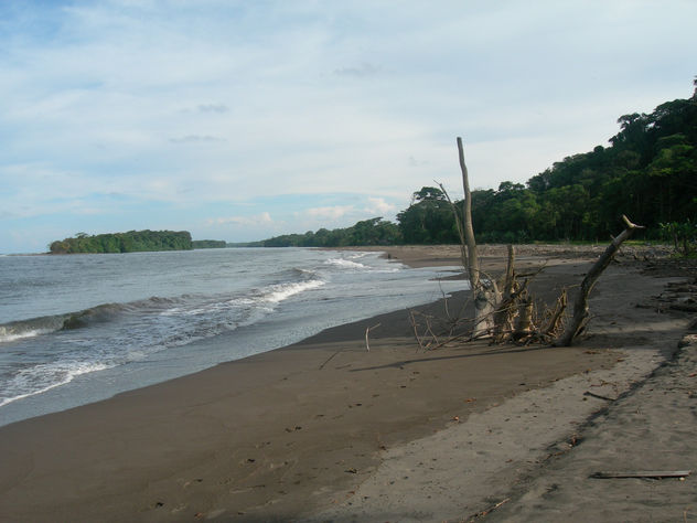 LA VOCANA EN EL CERRO DE TORTUGUERO,COSTA RICA