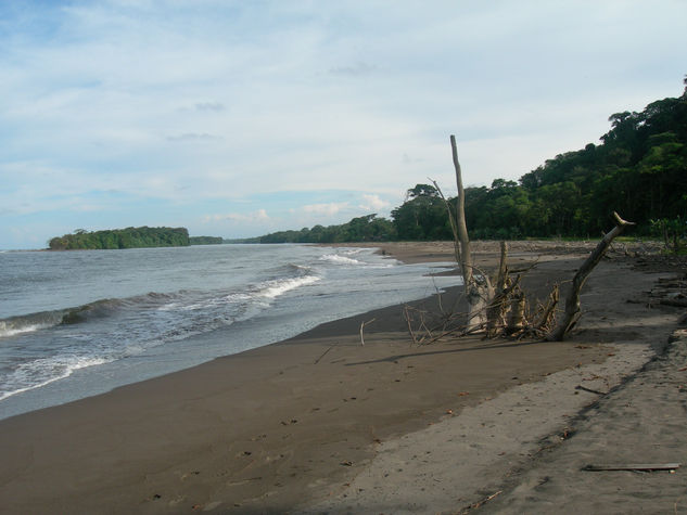 LA VOCANA EN EL CERRO DE TORTUGUERO,COSTA RICA 