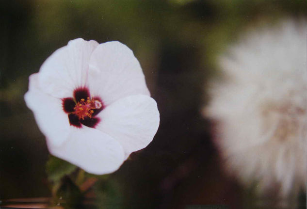 FOCOS Y PLANOS Naturaleza Color (Química)