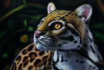 Ocelote