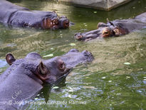 Observadores