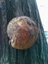 hongo