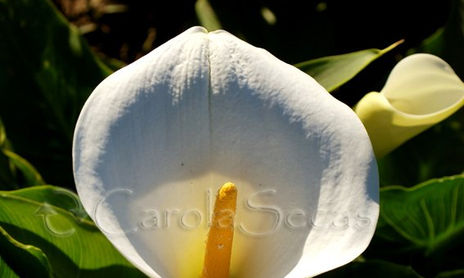 Naturaleza