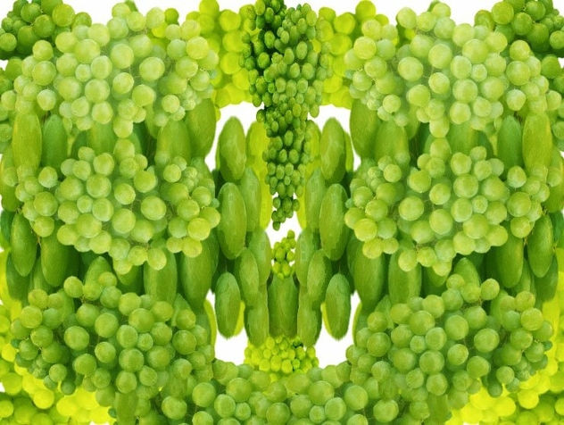 Fiesta de uvas