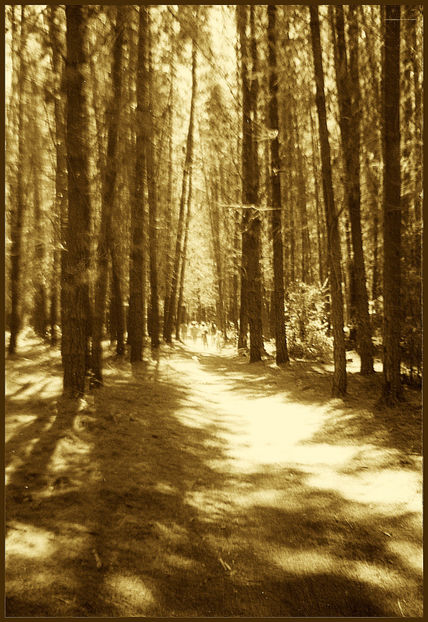 Siluetas en el bosque
