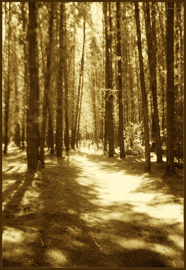 Siluetas en el bosque