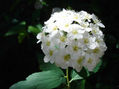 CORONITA DE NOVIA