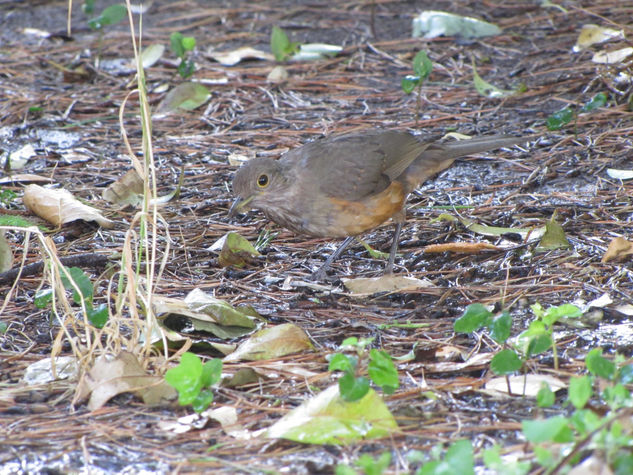 TURDUS RUFIVENTRIS - ZORZAL COLORADO Nature Color (Digital)