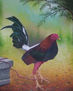 gallo de pelea
