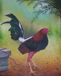 Gallo de pelea