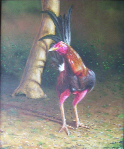 Gallo de pelea3