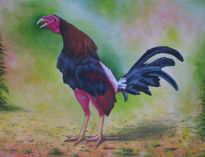 Gallo de pelea4