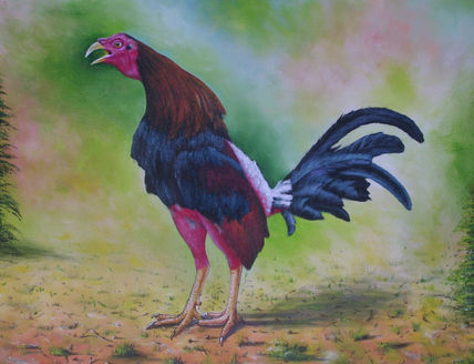 Gallo de pelea4