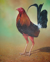 Gallo de pelea 5