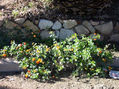 flores en las piedras