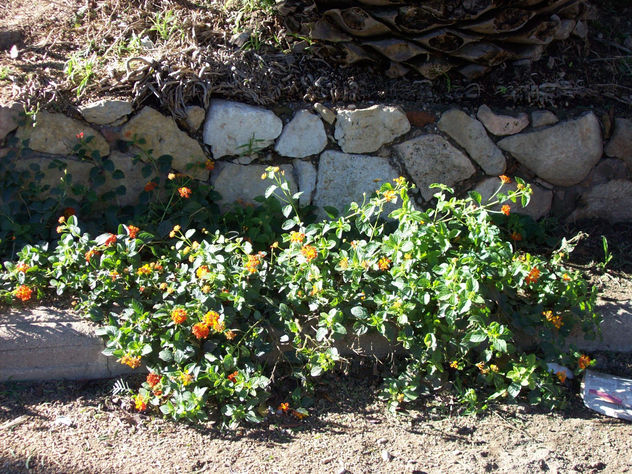 flores en las piedras
