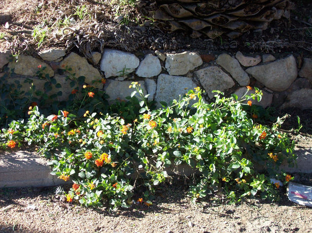 flores en las piedras 