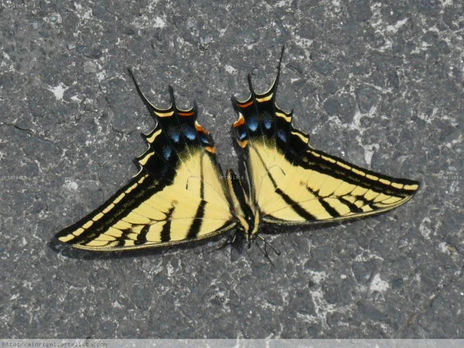 Mariposa de Asfalto II