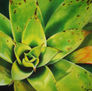 Bromelia I