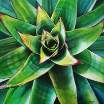 Bromelia II